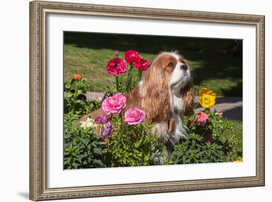 Cavalier Sitting in a Flowerbed-Zandria Muench Beraldo-Framed Photographic Print