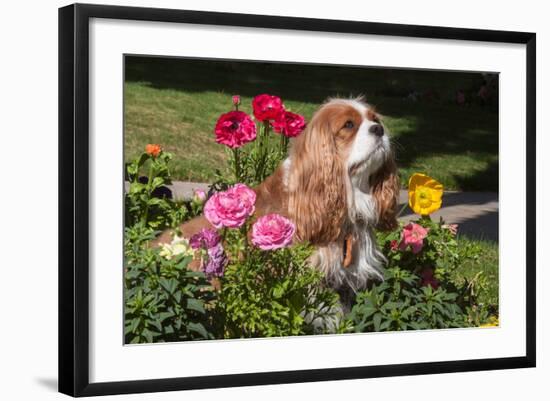 Cavalier Sitting in a Flowerbed-Zandria Muench Beraldo-Framed Photographic Print