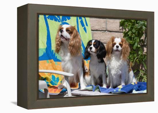 Cavaliers at a Pool Party-Zandria Muench Beraldo-Framed Premier Image Canvas