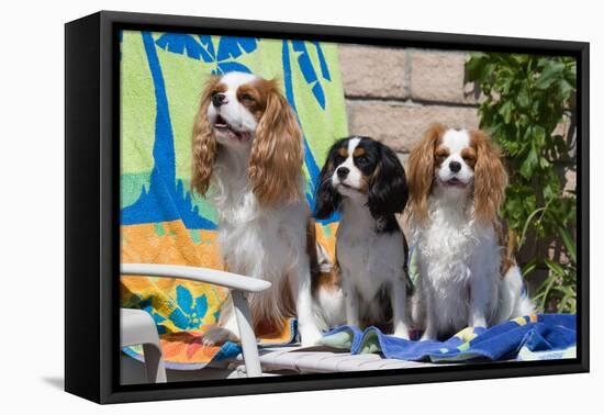 Cavaliers at a Pool Party-Zandria Muench Beraldo-Framed Premier Image Canvas