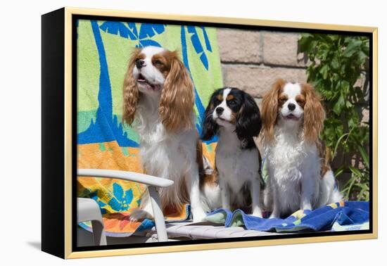 Cavaliers at a Pool Party-Zandria Muench Beraldo-Framed Premier Image Canvas