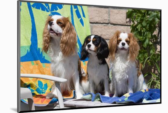 Cavaliers at a Pool Party-Zandria Muench Beraldo-Mounted Photographic Print