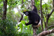 An Indri Lemur on the Tree Watches the Visitors to the Park-Cavan Images-Mounted Photographic Print