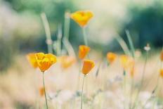 Orange California Poppies Wildflowers Blooming in Spring in Field-Cavan Images-Photographic Print