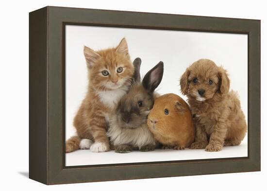 Cavapoo (Cavalier King Charles Spaniel X Poodle) Puppy with Rabbit, Guinea Pig and Ginger Kitten-Mark Taylor-Framed Premier Image Canvas