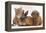 Cavapoo (Cavalier King Charles Spaniel X Poodle) Puppy with Rabbit, Guinea Pig and Ginger Kitten-Mark Taylor-Framed Premier Image Canvas