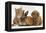 Cavapoo (Cavalier King Charles Spaniel X Poodle) Puppy with Rabbit, Guinea Pig and Ginger Kitten-Mark Taylor-Framed Premier Image Canvas