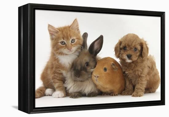 Cavapoo (Cavalier King Charles Spaniel X Poodle) Puppy with Rabbit, Guinea Pig and Ginger Kitten-Mark Taylor-Framed Premier Image Canvas