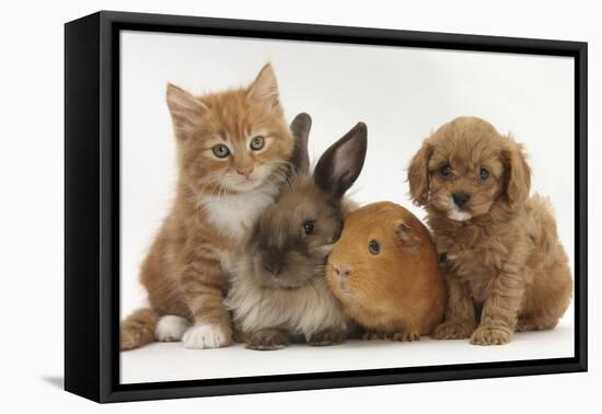 Cavapoo (Cavalier King Charles Spaniel X Poodle) Puppy with Rabbit, Guinea Pig and Ginger Kitten-Mark Taylor-Framed Premier Image Canvas