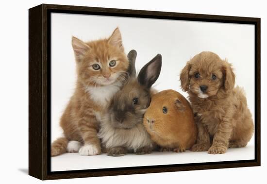 Cavapoo (Cavalier King Charles Spaniel X Poodle) Puppy with Rabbit, Guinea Pig and Ginger Kitten-Mark Taylor-Framed Premier Image Canvas