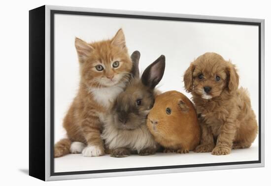 Cavapoo (Cavalier King Charles Spaniel X Poodle) Puppy with Rabbit, Guinea Pig and Ginger Kitten-Mark Taylor-Framed Premier Image Canvas