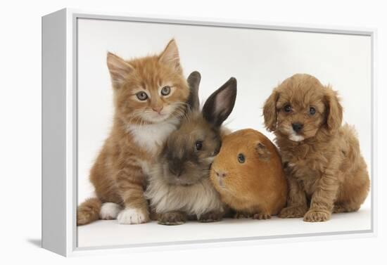 Cavapoo (Cavalier King Charles Spaniel X Poodle) Puppy with Rabbit, Guinea Pig and Ginger Kitten-Mark Taylor-Framed Premier Image Canvas