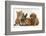 Cavapoo (Cavalier King Charles Spaniel X Poodle) Puppy with Rabbit, Guinea Pig and Ginger Kitten-Mark Taylor-Framed Photographic Print