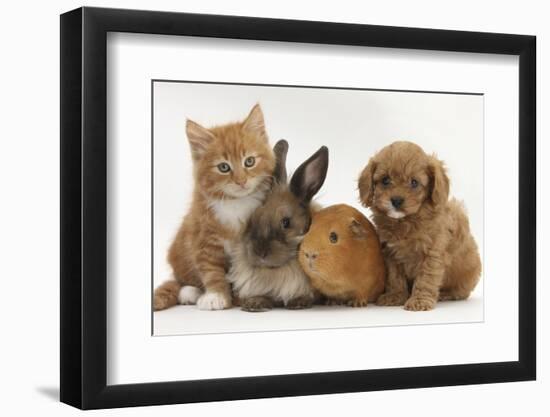 Cavapoo (Cavalier King Charles Spaniel X Poodle) Puppy with Rabbit, Guinea Pig and Ginger Kitten-Mark Taylor-Framed Photographic Print