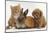 Cavapoo (Cavalier King Charles Spaniel X Poodle) Puppy with Rabbit, Guinea Pig and Ginger Kitten-Mark Taylor-Mounted Photographic Print