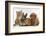 Cavapoo (Cavalier King Charles Spaniel X Poodle) Puppy with Rabbit, Guinea Pig and Ginger Kitten-Mark Taylor-Framed Photographic Print