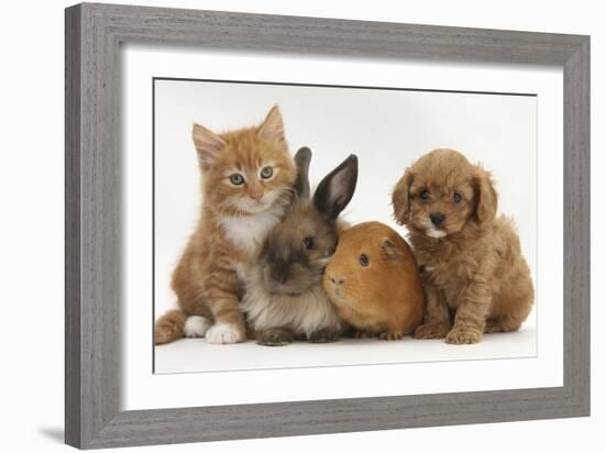 Cavapoo (Cavalier King Charles Spaniel X Poodle) Puppy with Rabbit, Guinea Pig and Ginger Kitten-Mark Taylor-Framed Photographic Print