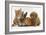 Cavapoo (Cavalier King Charles Spaniel X Poodle) Puppy with Rabbit, Guinea Pig and Ginger Kitten-Mark Taylor-Framed Photographic Print