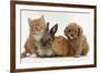 Cavapoo (Cavalier King Charles Spaniel X Poodle) Puppy with Rabbit, Guinea Pig and Ginger Kitten-Mark Taylor-Framed Photographic Print