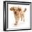 Cavapoo dog, Monty, 10 months, running.-Mark Taylor-Framed Photographic Print