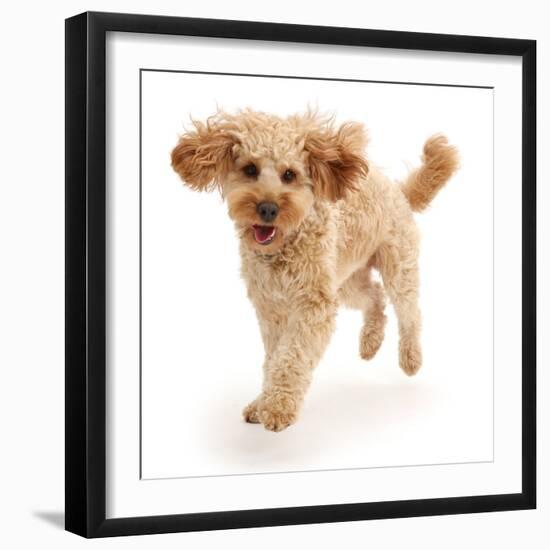 Cavapoo dog, Monty, 10 months, running.-Mark Taylor-Framed Photographic Print