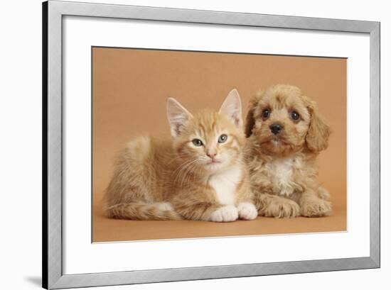 Cavapoo Puppy and Ginger Kitten-Mark Taylor-Framed Photographic Print