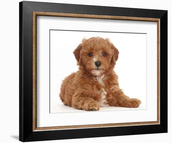 Cavapoo puppy lying with head up.-Mark Taylor-Framed Photographic Print