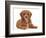Cavapoo puppy lying with head up.-Mark Taylor-Framed Photographic Print