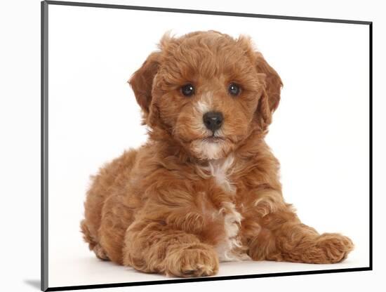 Cavapoo puppy lying with head up.-Mark Taylor-Mounted Photographic Print