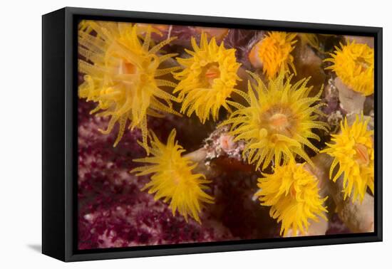 Cave Coral (Tubastrea Sp.) (Dendrophyllidae) Polyps Extended and Feeding at Night-Louise Murray-Framed Premier Image Canvas