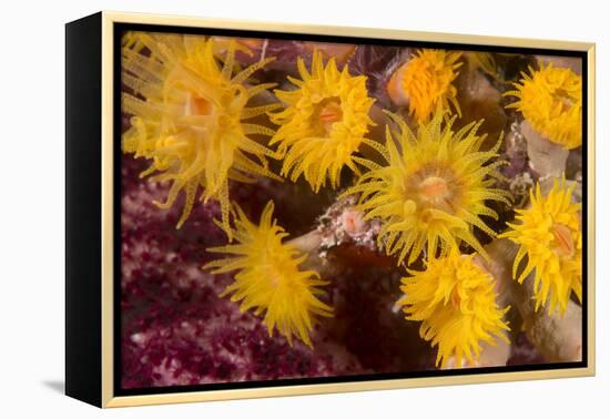 Cave Coral (Tubastrea Sp.) (Dendrophyllidae) Polyps Extended and Feeding at Night-Louise Murray-Framed Premier Image Canvas