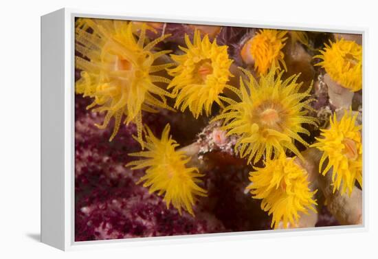 Cave Coral (Tubastrea Sp.) (Dendrophyllidae) Polyps Extended and Feeding at Night-Louise Murray-Framed Premier Image Canvas