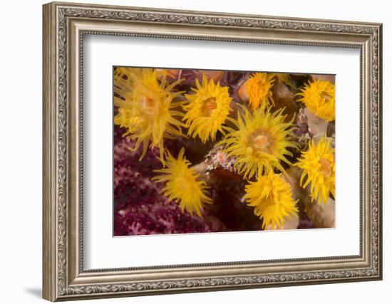 Cave Coral (Tubastrea Sp.) (Dendrophyllidae) Polyps Extended and Feeding at Night-Louise Murray-Framed Photographic Print