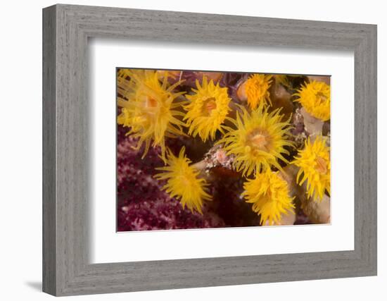 Cave Coral (Tubastrea Sp.) (Dendrophyllidae) Polyps Extended and Feeding at Night-Louise Murray-Framed Photographic Print