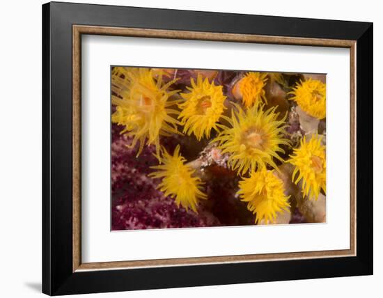 Cave Coral (Tubastrea Sp.) (Dendrophyllidae) Polyps Extended and Feeding at Night-Louise Murray-Framed Photographic Print