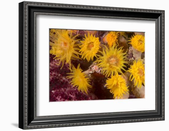 Cave Coral (Tubastrea Sp.) (Dendrophyllidae) Polyps Extended and Feeding at Night-Louise Murray-Framed Photographic Print