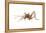 Cave Cricket (Ceuthophilus Uhleri), Insects-Encyclopaedia Britannica-Framed Stretched Canvas