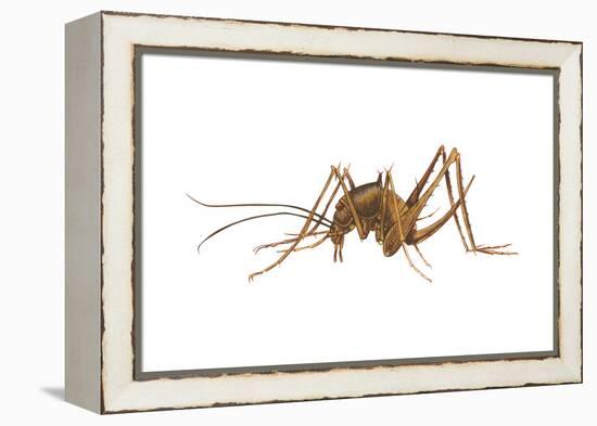 Cave Cricket (Ceuthophilus Uhleri), Insects-Encyclopaedia Britannica-Framed Stretched Canvas