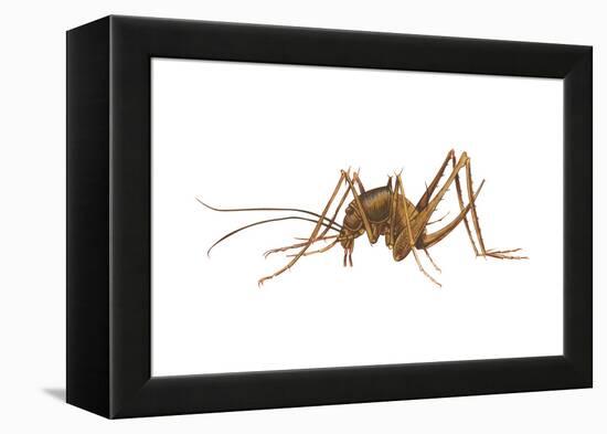 Cave Cricket (Ceuthophilus Uhleri), Insects-Encyclopaedia Britannica-Framed Stretched Canvas