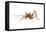 Cave Cricket (Ceuthophilus Uhleri), Insects-Encyclopaedia Britannica-Framed Stretched Canvas