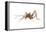 Cave Cricket (Ceuthophilus Uhleri), Insects-Encyclopaedia Britannica-Framed Stretched Canvas