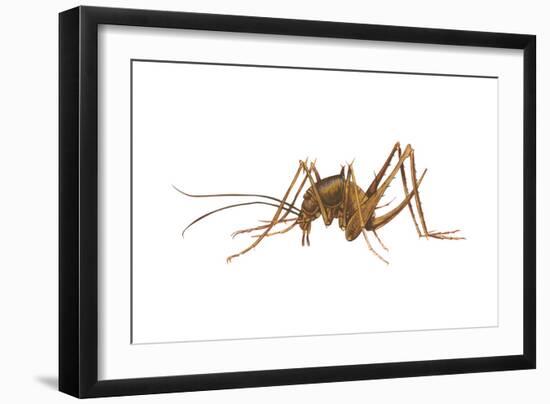 Cave Cricket (Ceuthophilus Uhleri), Insects-Encyclopaedia Britannica-Framed Art Print