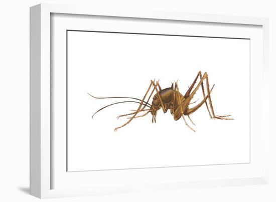 Cave Cricket (Ceuthophilus Uhleri), Insects-Encyclopaedia Britannica-Framed Art Print