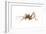 Cave Cricket (Ceuthophilus Uhleri), Insects-Encyclopaedia Britannica-Framed Art Print