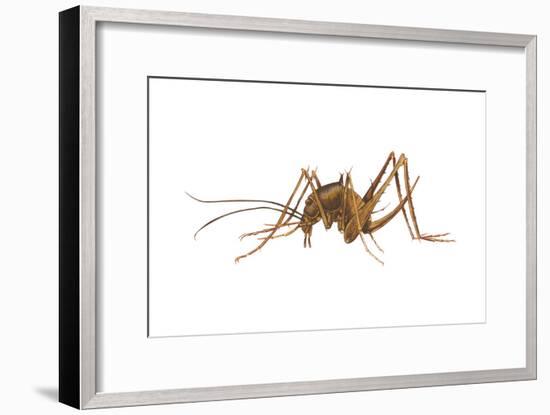 Cave Cricket (Ceuthophilus Uhleri), Insects-Encyclopaedia Britannica-Framed Art Print