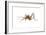 Cave Cricket (Ceuthophilus Uhleri), Insects-Encyclopaedia Britannica-Framed Art Print