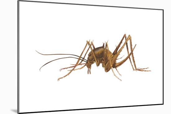 Cave Cricket (Ceuthophilus Uhleri), Insects-Encyclopaedia Britannica-Mounted Art Print