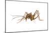 Cave Cricket (Ceuthophilus Uhleri), Insects-Encyclopaedia Britannica-Mounted Art Print