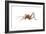 Cave Cricket (Ceuthophilus Uhleri), Insects-Encyclopaedia Britannica-Framed Art Print