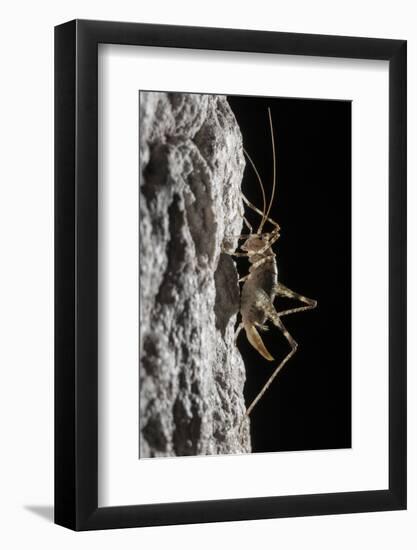 Cave Cricket Female (Troglophilus Cavicola) on the Side of Stalactite in Limestone Cave-Alex Hyde-Framed Photographic Print